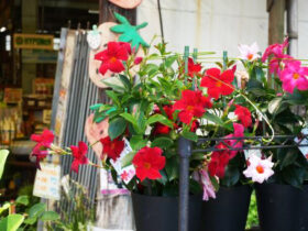 ６月入荷中の花苗の紹介
