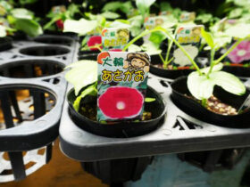 ６月入荷中の花苗の紹介