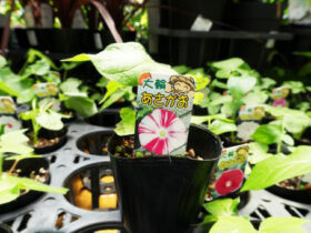 ６月入荷中の花苗の紹介