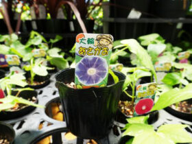 ６月入荷中の花苗の紹介