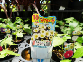 ６月入荷中の花苗の紹介