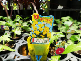 ６月入荷中の花苗の紹介