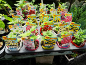 ６月入荷中の花苗の紹介