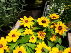 ６月入荷中の花苗の紹介