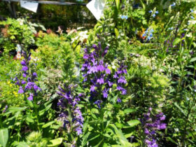６月入荷中の花苗の紹介