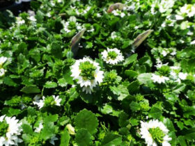 ６月入荷中の花苗の紹介