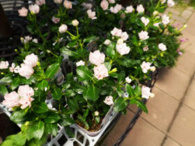 ６月入荷中の花苗の紹介