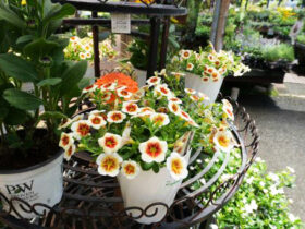６月入荷中の花苗の紹介