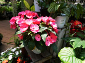 ６月入荷中の花苗の紹介