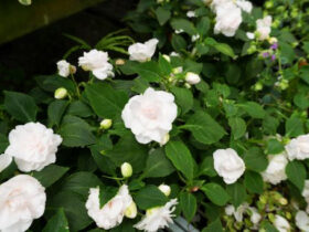 ６月入荷中の花苗の紹介