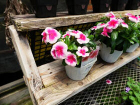 ６月入荷中の花苗の紹介