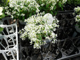 ６月入荷中の花苗の紹介