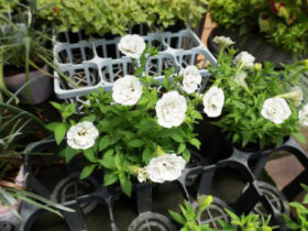 ６月入荷中の花苗の紹介