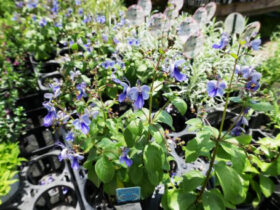 ６月入荷中の花苗の紹介