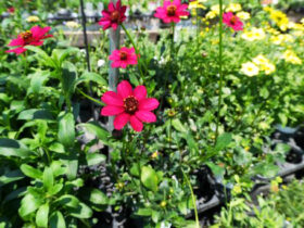 ６月入荷中の花苗の紹介
