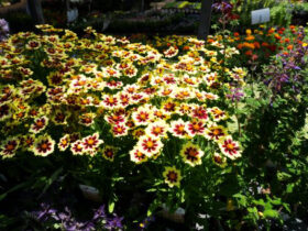 ６月入荷中の花苗の紹介