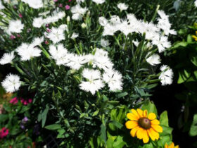 ６月入荷中の花苗の紹介