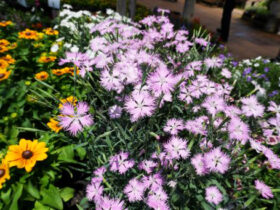 ６月入荷中の花苗の紹介