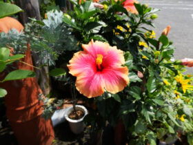 ６月入荷中の花苗の紹介