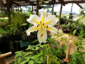 ６月入荷中の花苗の紹介