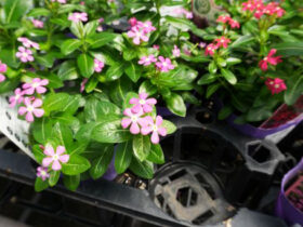 ６月入荷中の花苗の紹介