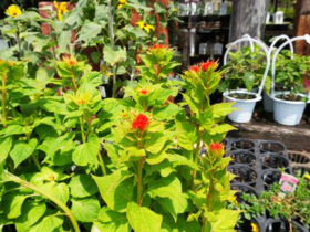 ６月入荷中の花苗の紹介