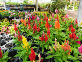 ６月入荷中の花苗の紹介