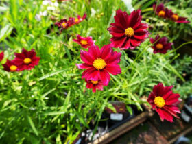 ６月入荷中の花苗の紹介
