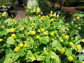 ６月入荷中の花苗の紹介
