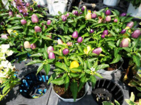 ６月入荷中の花苗の紹介