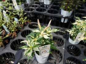 ６月入荷中の花苗の紹介