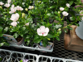６月入荷中の花苗の紹介