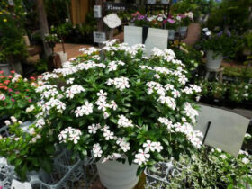 ６月入荷中の花苗の紹介