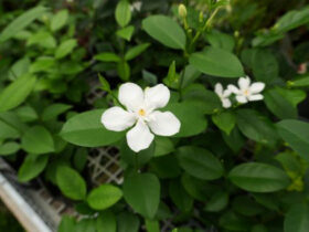 ６月入荷中の花苗の紹介