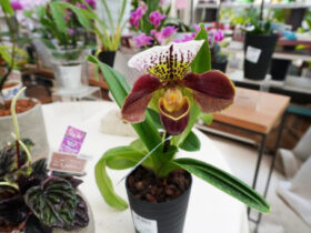６月入荷中の花苗の紹介