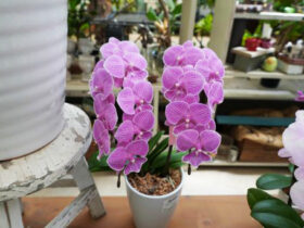 ６月入荷中の花苗の紹介