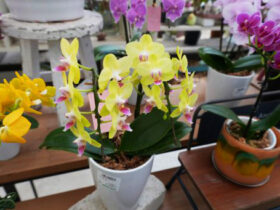 ６月入荷中の花苗の紹介