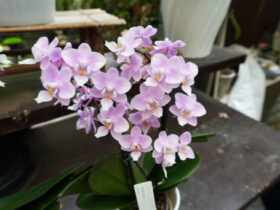 ６月入荷中の花苗の紹介