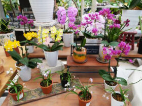 ６月入荷中の花苗の紹介
