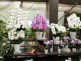 ６月入荷中の花苗の紹介