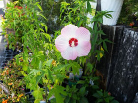 ７月入荷中の花苗の紹介