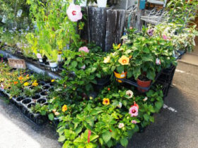 ７月入荷中の花苗の紹介