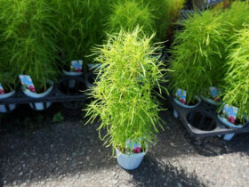 ７月入荷中の花苗の紹介