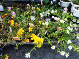 ７月入荷中の花苗の紹介