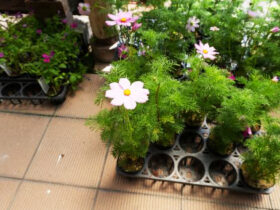 ７月入荷中の花苗の紹介