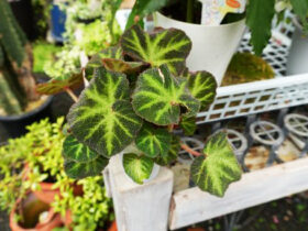 ７月入荷中の花苗の紹介