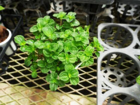 ７月入荷中の花苗の紹介