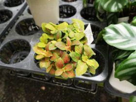 ７月入荷中の花苗の紹介