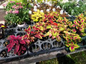 ７月入荷中の花苗の紹介