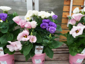 ９月入荷中の花苗の紹介